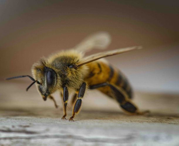 piqure insecte ou morsure animal : se soigner avec un medecin a ecublens